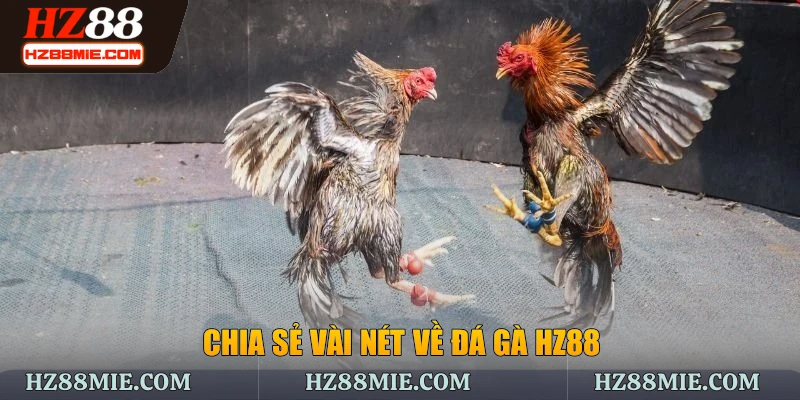 Chia sẻ vài nét về đá gà HZ88